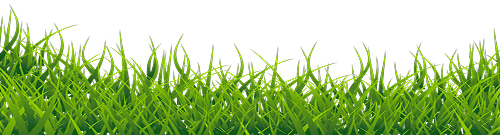 norwuz grass